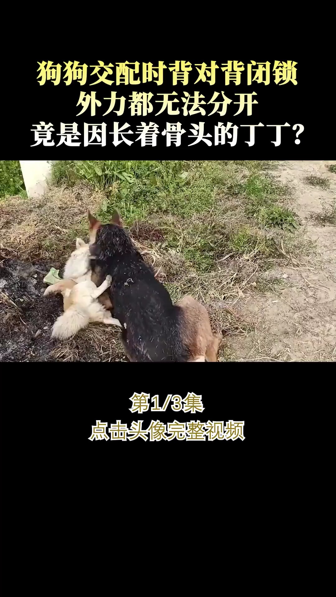 狗狗交配时难舍难分,外力都无法分开,竟是因为长着骨头的丁丁?#狗狗#奇妙的动物