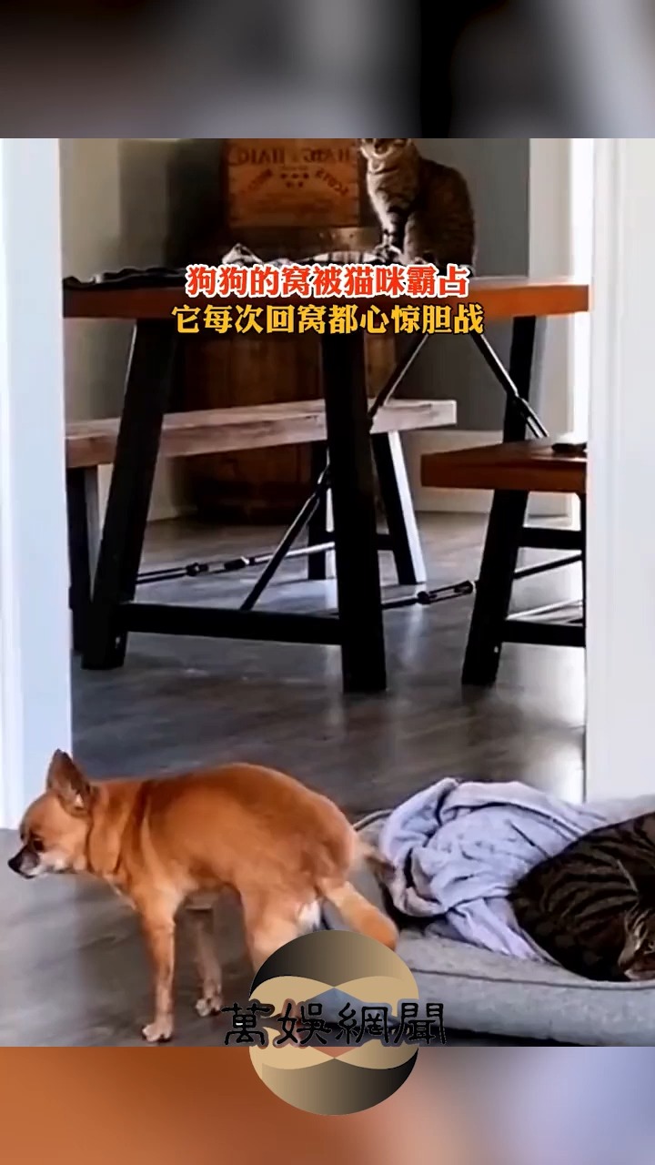 狗子好卑微