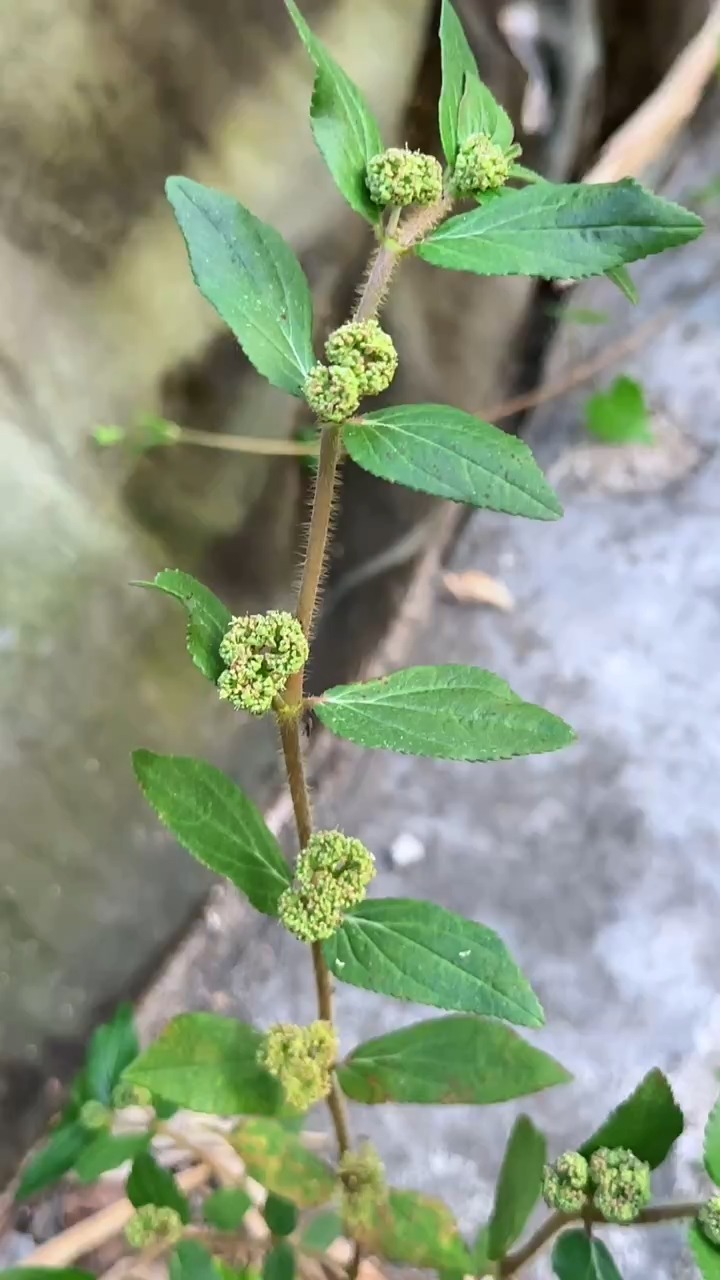 农村里的十五种中草药植物