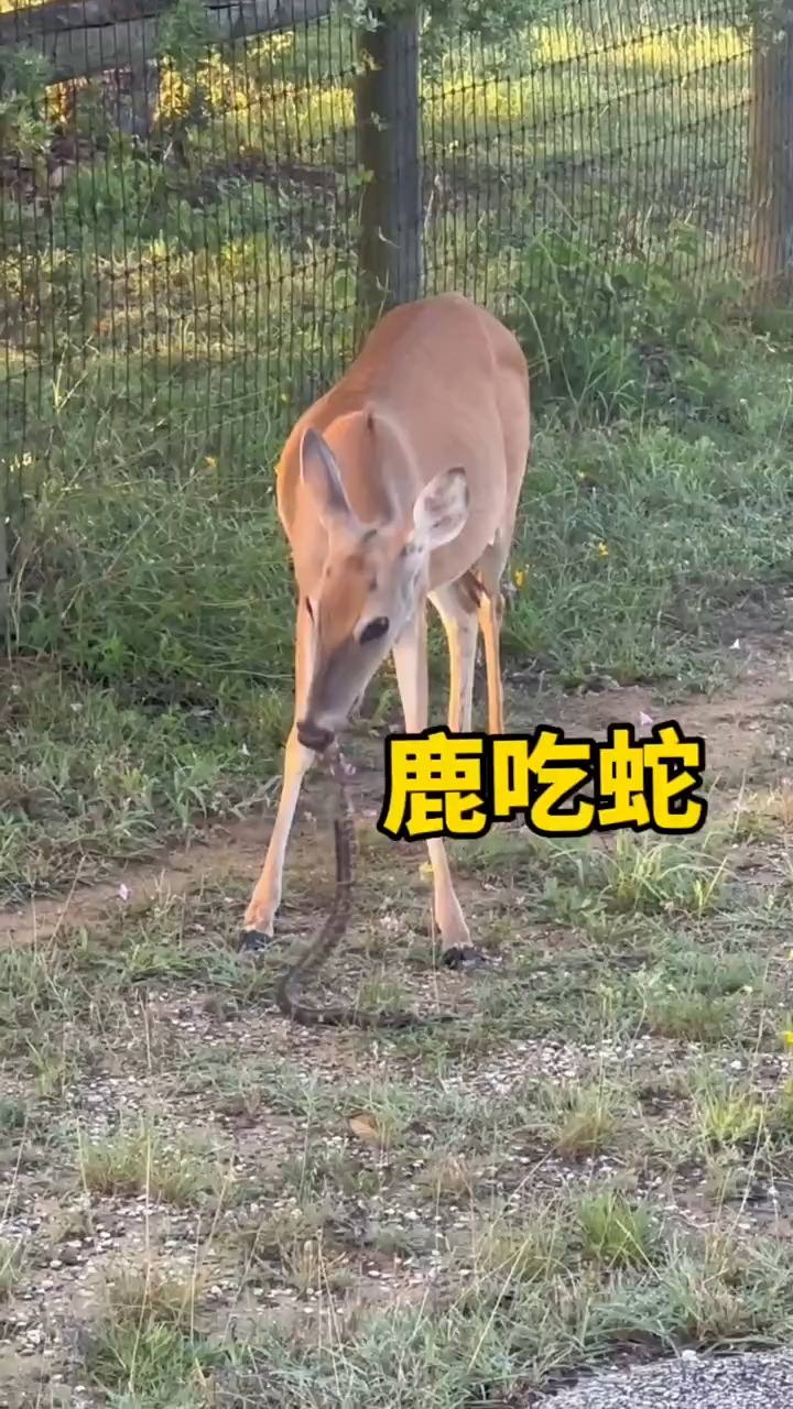 食草动物如果可以的话也会选择吃肉,比如鹿和松鼠会吃蛇