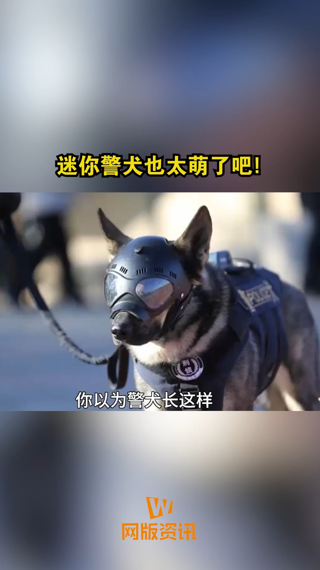 迷你警犬也太萌了吧#警犬 