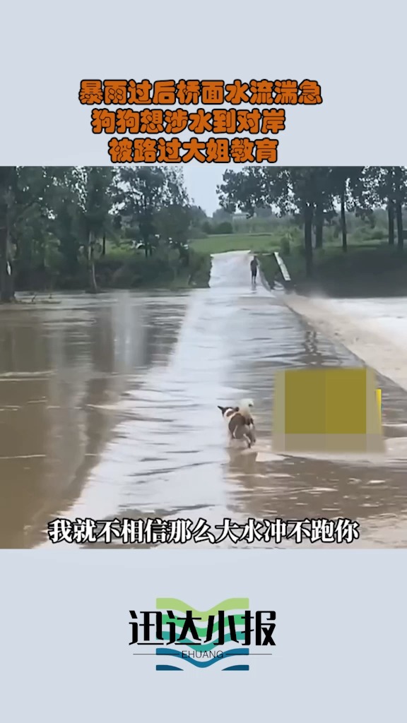  暴雨过后桥面水流湍急 狗狗想涉水到对岸 被路过大姐教育 