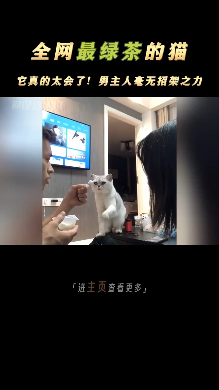 全网最绿茶的猫咪“灯泡”,男主人在它面前毫无招架之力! 