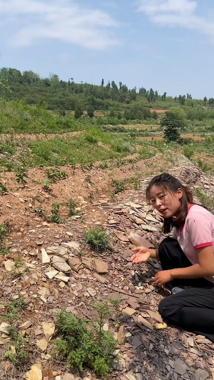 地稍瓜是我们小时候经常吃的零食,它不仅是一种水果,还可以炒着吃哦! 