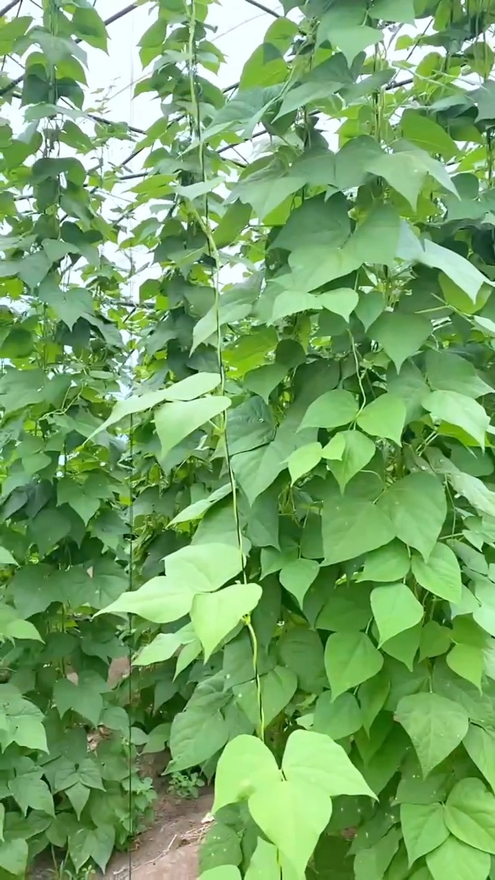 黄金勾豆角,领孩子体验大棚摘菜的感觉! 