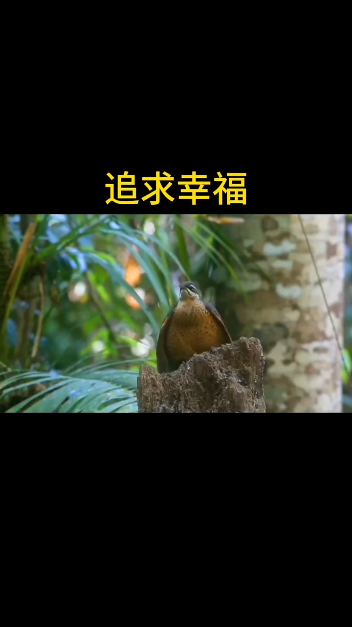 花言巧语的不靠谱 