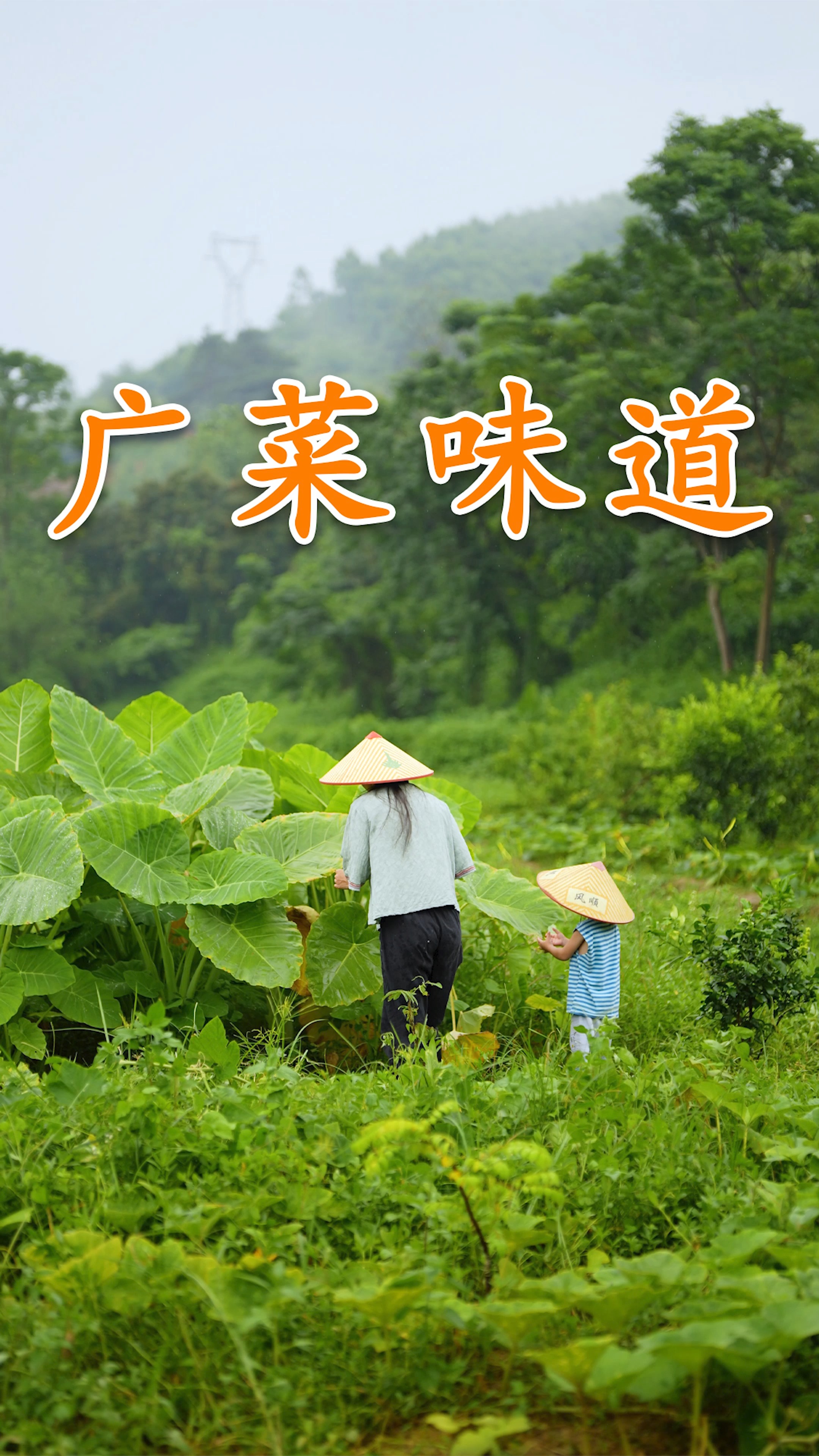 老广菜的味道,割点新鲜的广菜回去炒腊肠,广式风味唇齿留香#我的家乡味道 