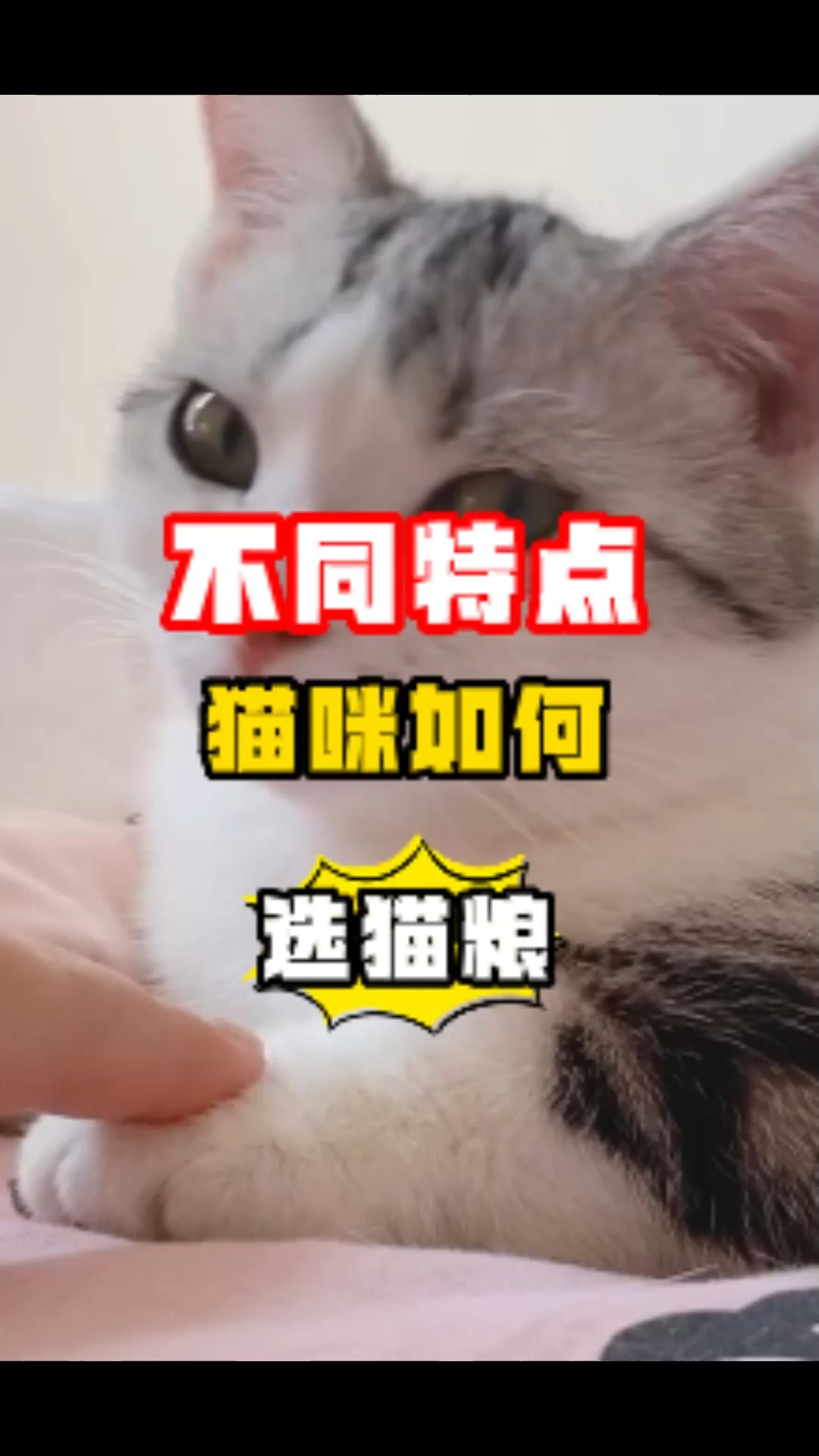 如何为猫咪正确选粮?就参考这几款!#猫粮推荐 