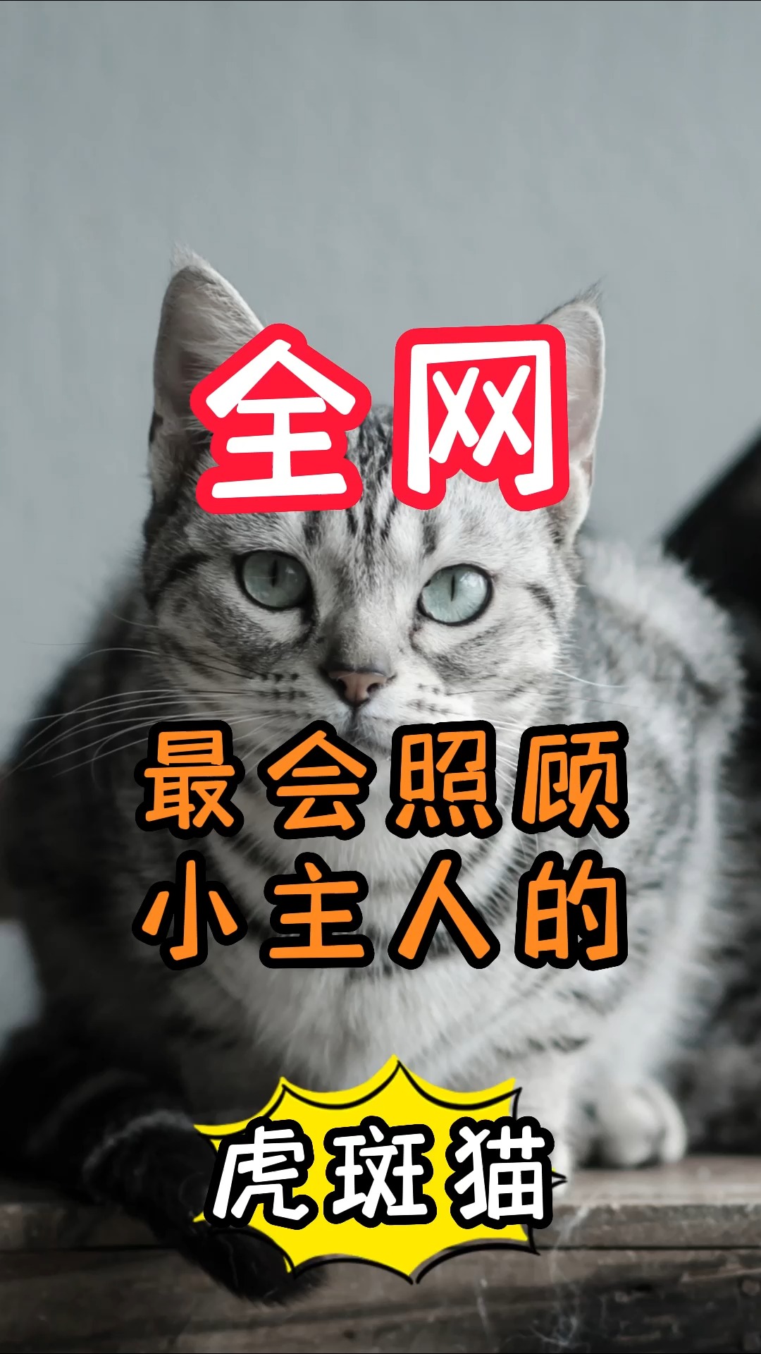 全网最会照顾小主人的虎斑猫,陪小主人一起长大