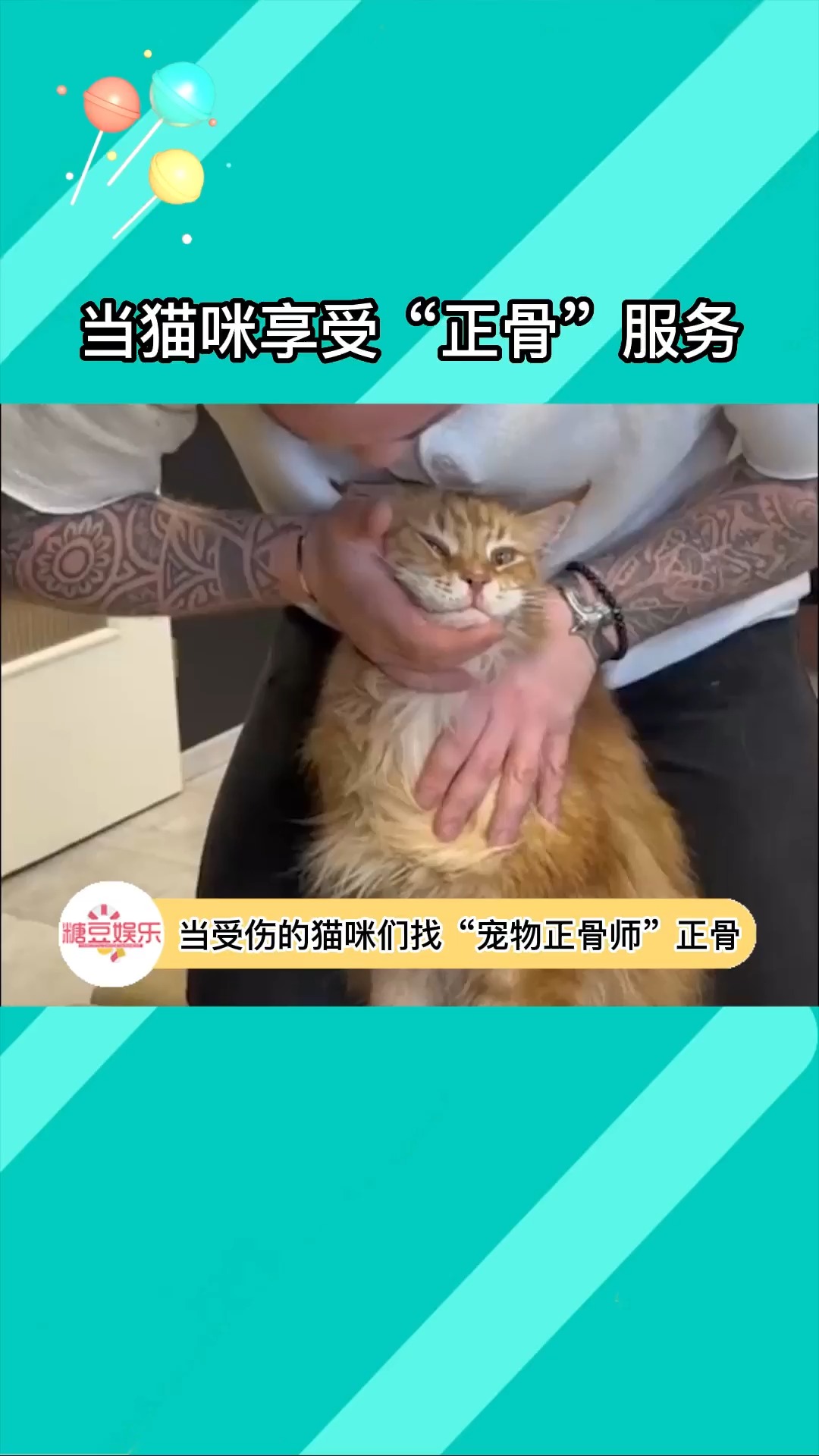 猫猫不是液体吗,为什么还会有骨头可以正