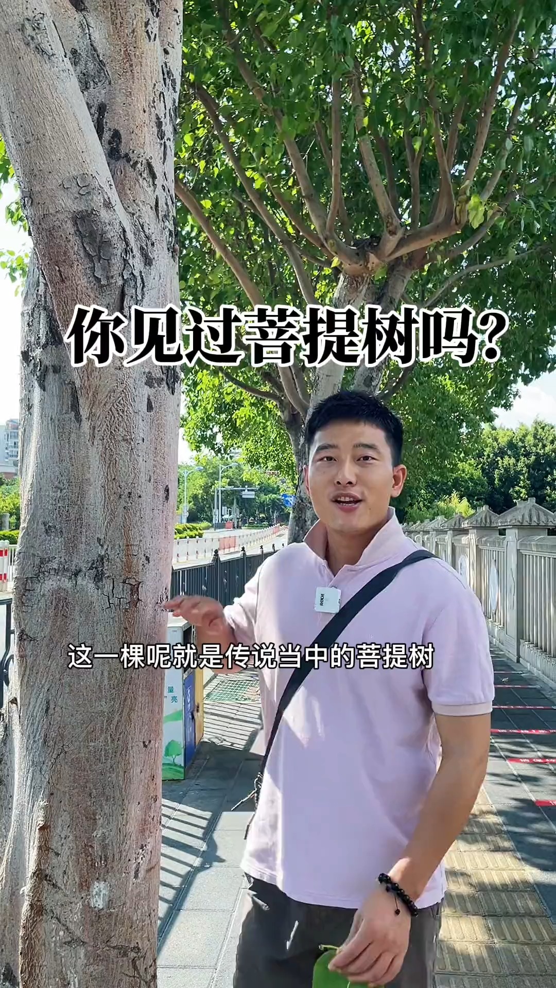 在福建广东云南菩提树的种植比较广泛很多人其实都见过只是不知道名字而