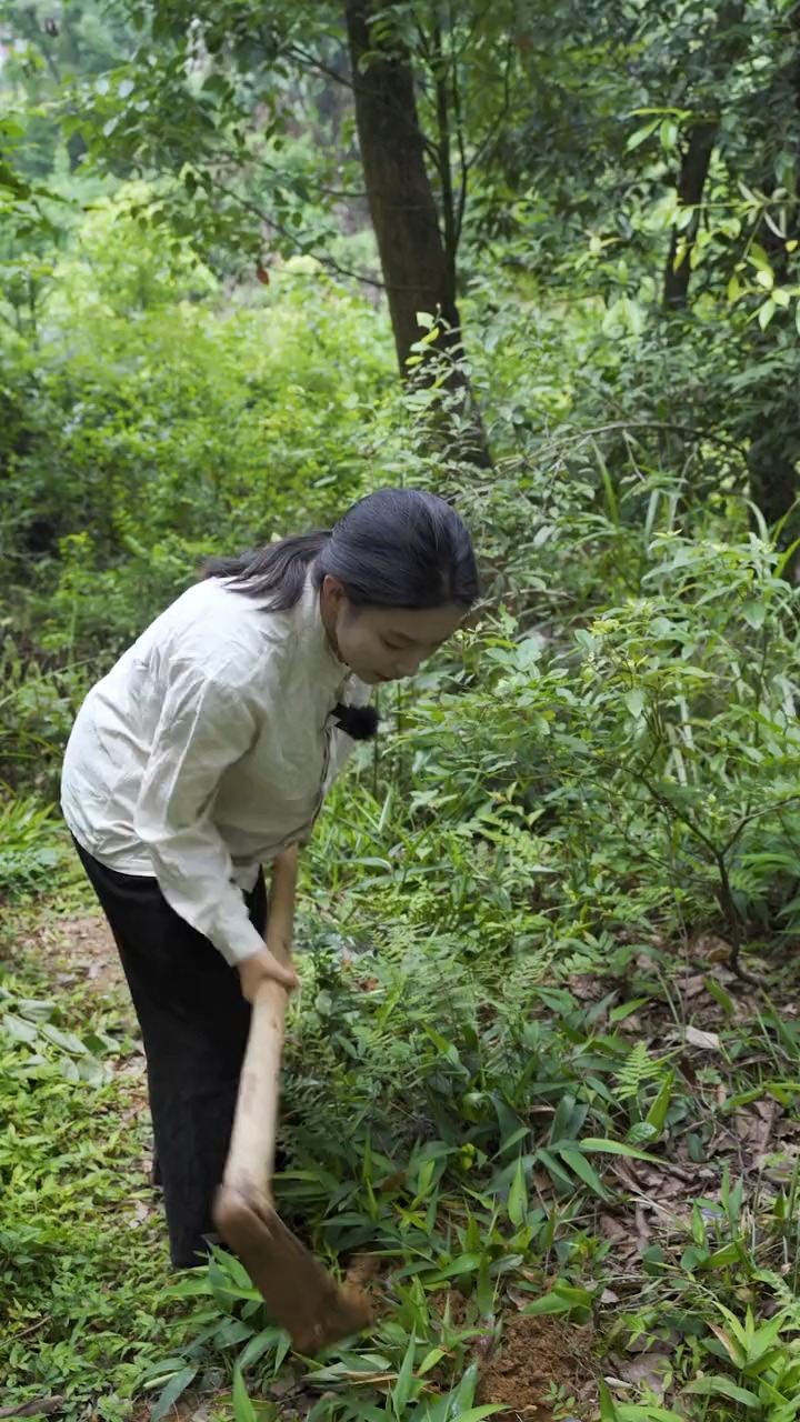 这种植物不认识的以为是普通的竹子,其实它是一味很有价值的药材哦,很多人小时候会拿它换零花钱呢#百万视友赐神评