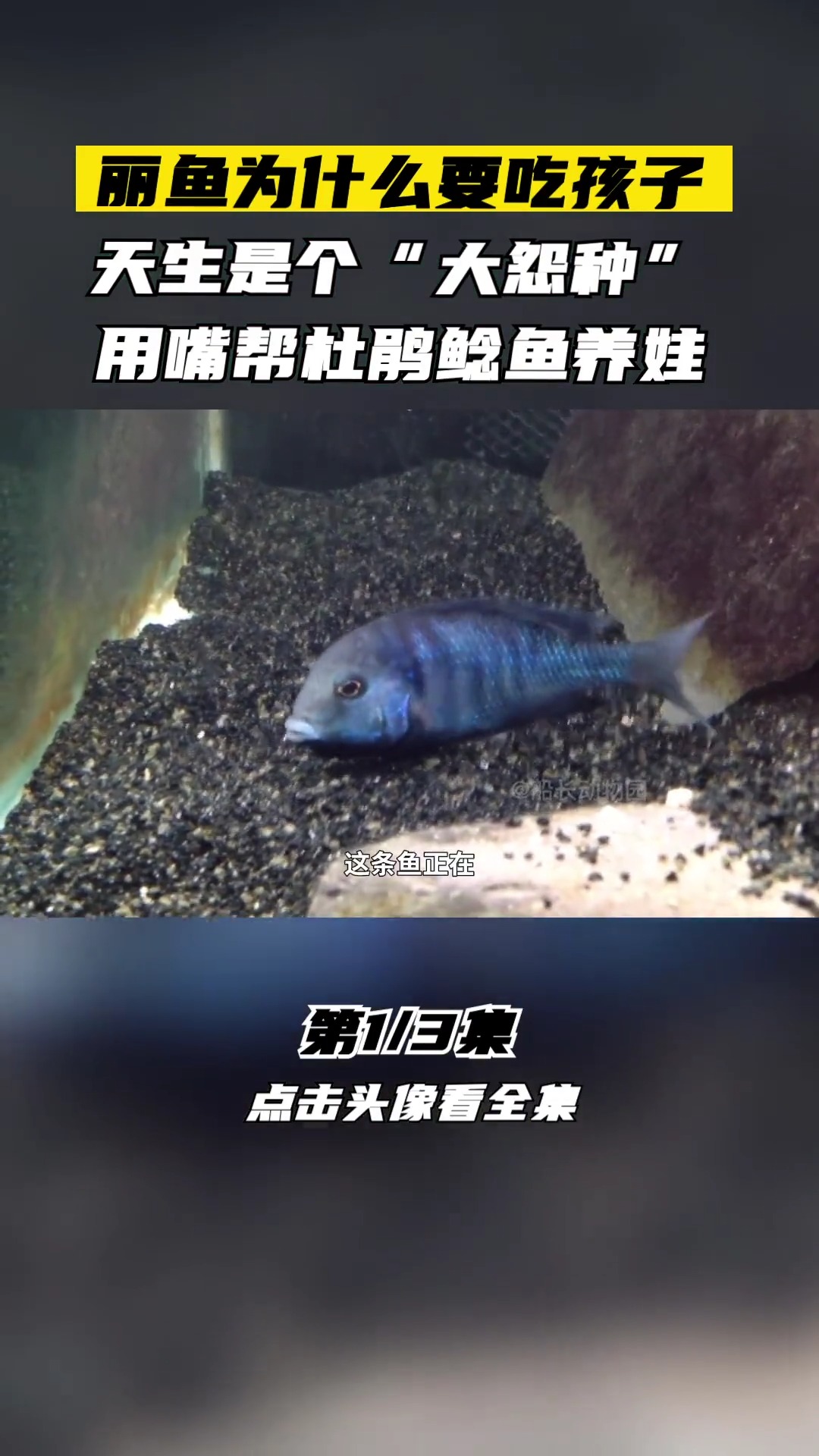 丽鱼为什么要吃孩子,天生“大怨种”,用嘴帮杜鹃鲶鱼养娃#海洋生物#丽鱼#红蟹#红蟹迁徙