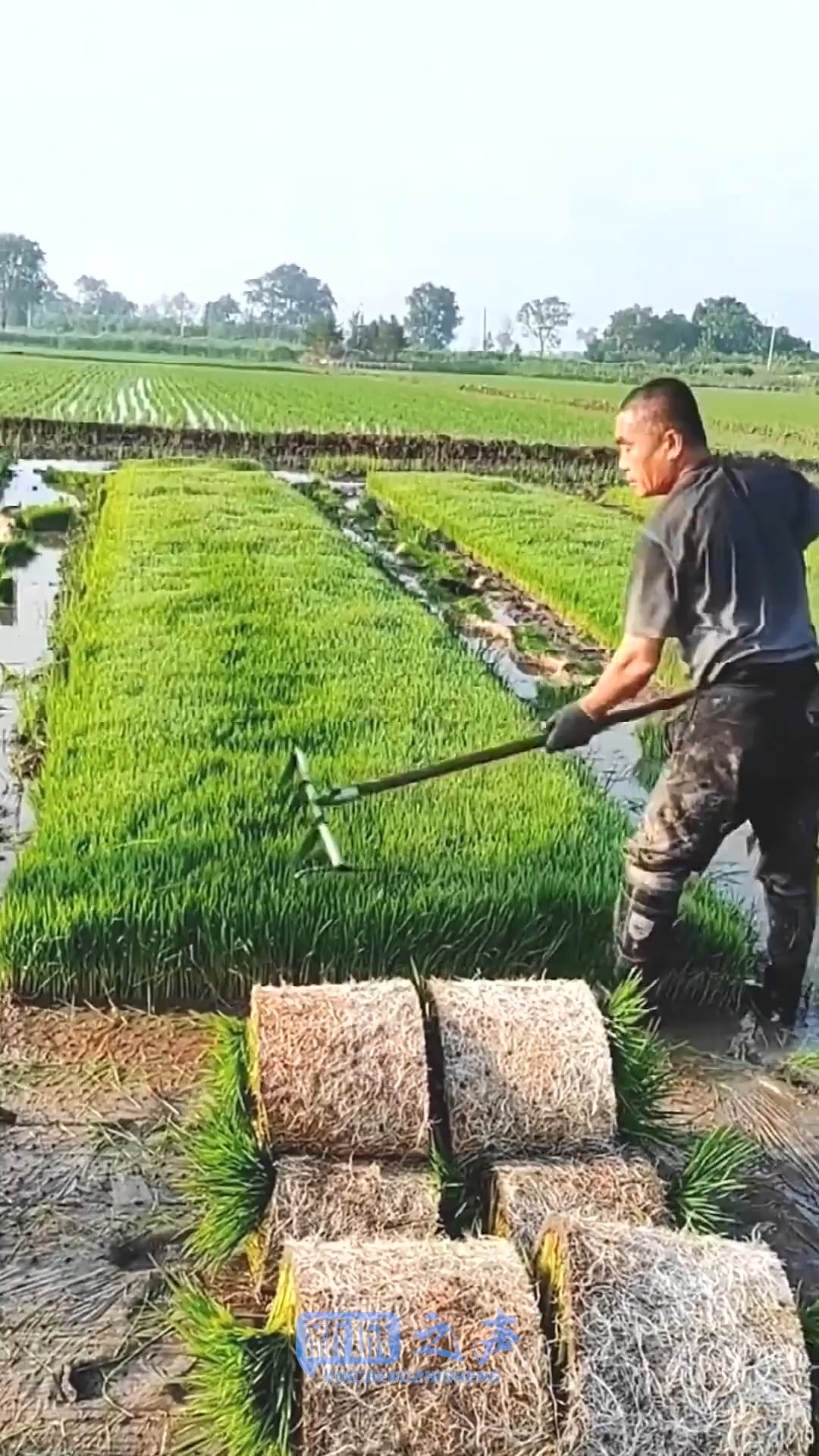 原来用的草皮都是这样来的