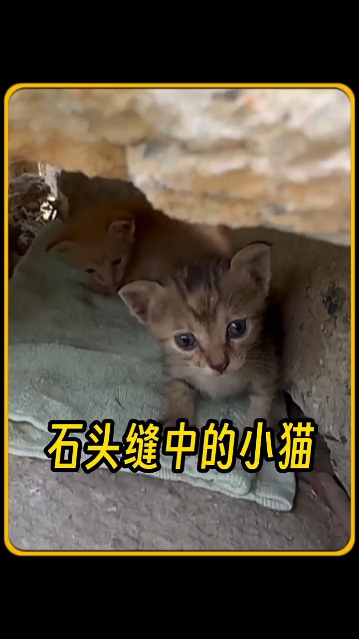 石缝中生存的两只流浪猫,能有一个好的归宿么? 