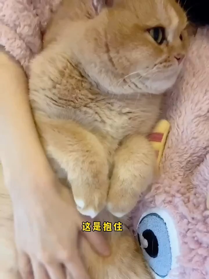 猫猫我呀 学会用单押表达爱意!