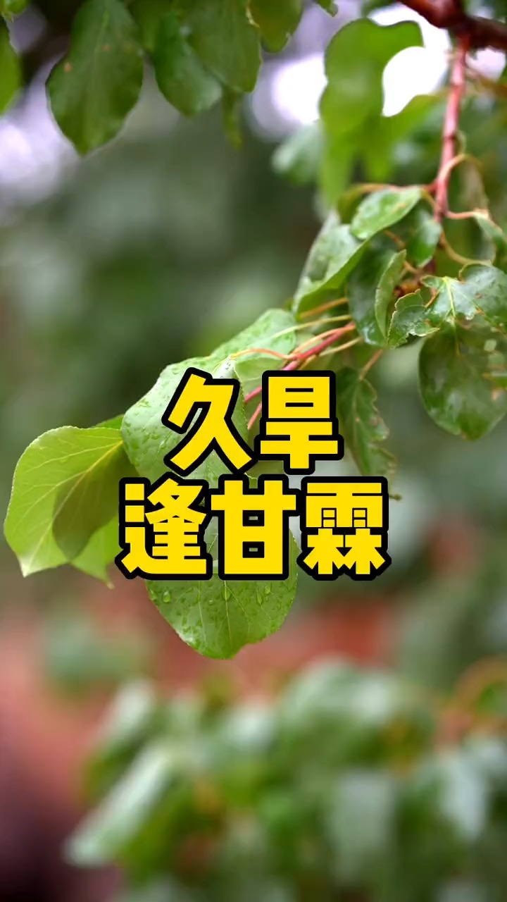 如你所见,万物也经历了风雨,洗了很多遍,晴空也有乌云,如烟如雾,淋湿了地,淋湿了房,淋湿了树,淋湿了梦 #神评即是标题 #百万视友赐神评 