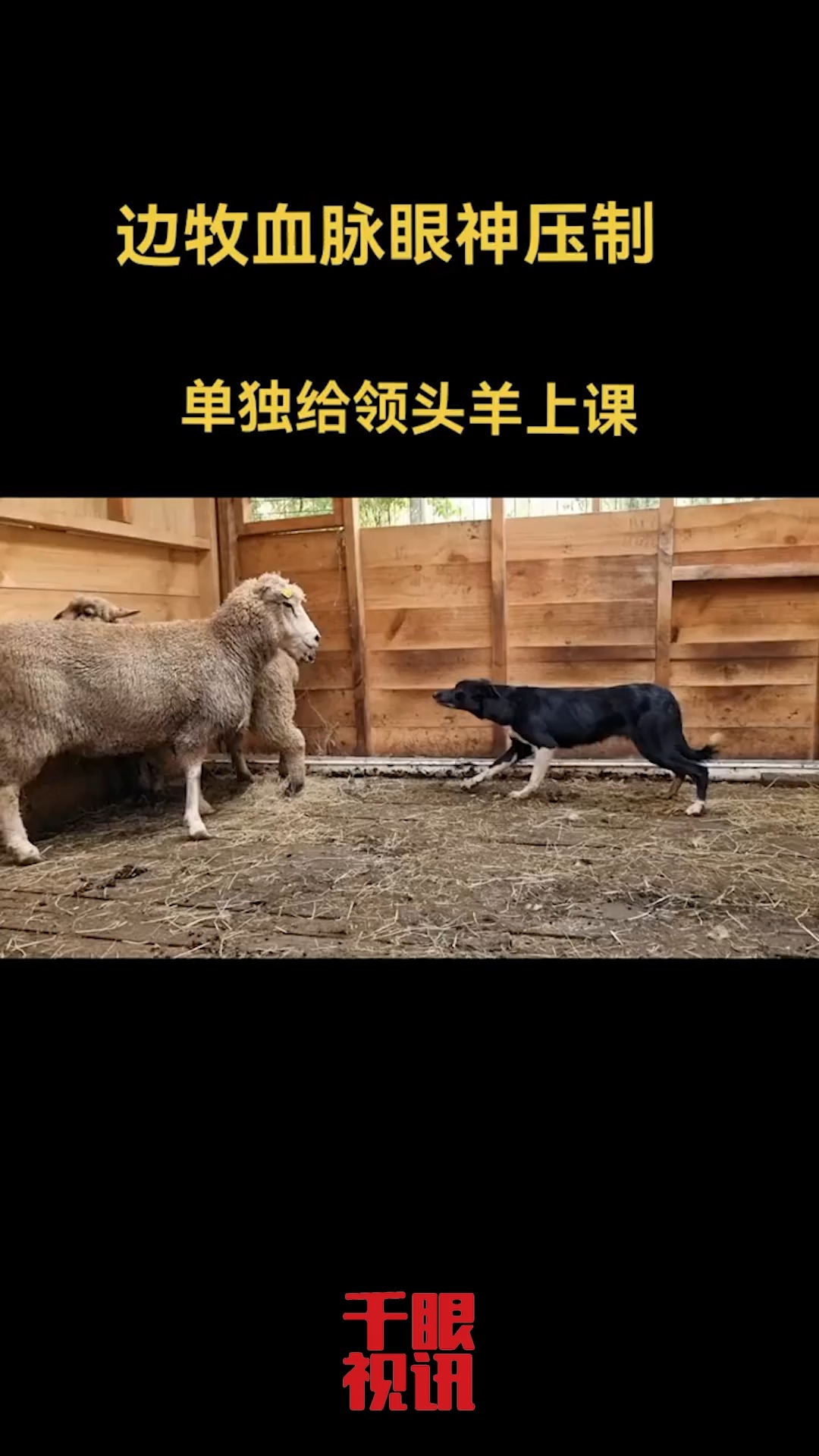 #边境牧羊犬