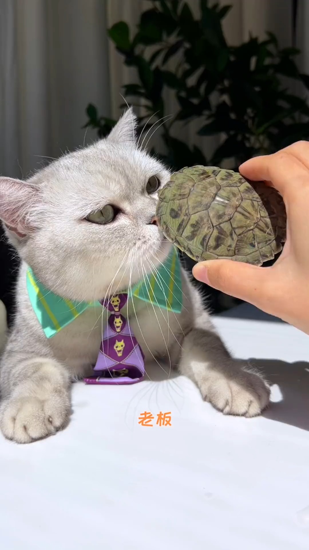 猫王:小乌龟那么可爱,怎么能做成龟苓膏?