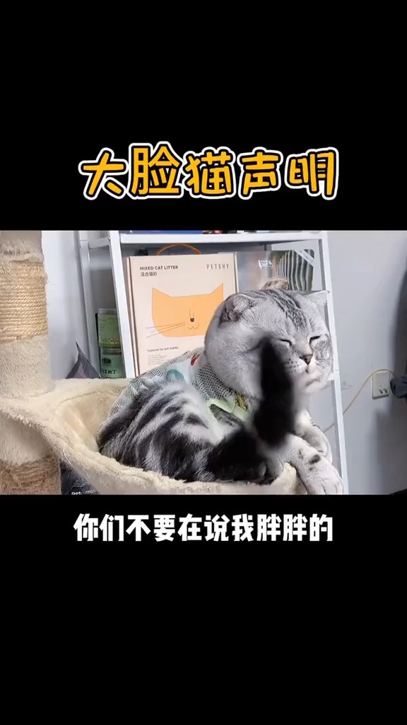 大脸猫这个词是为你发明的吧,只胖脸身子瘦瘦的!