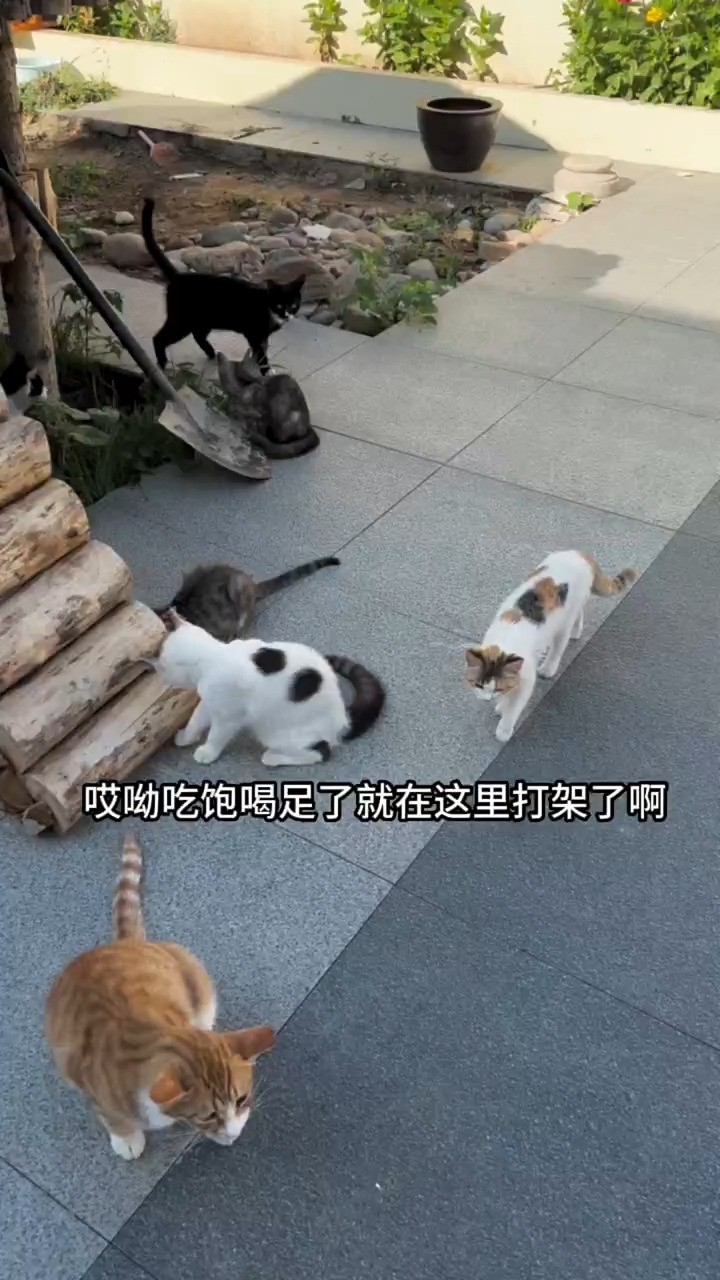 我和流浪猫的日常 