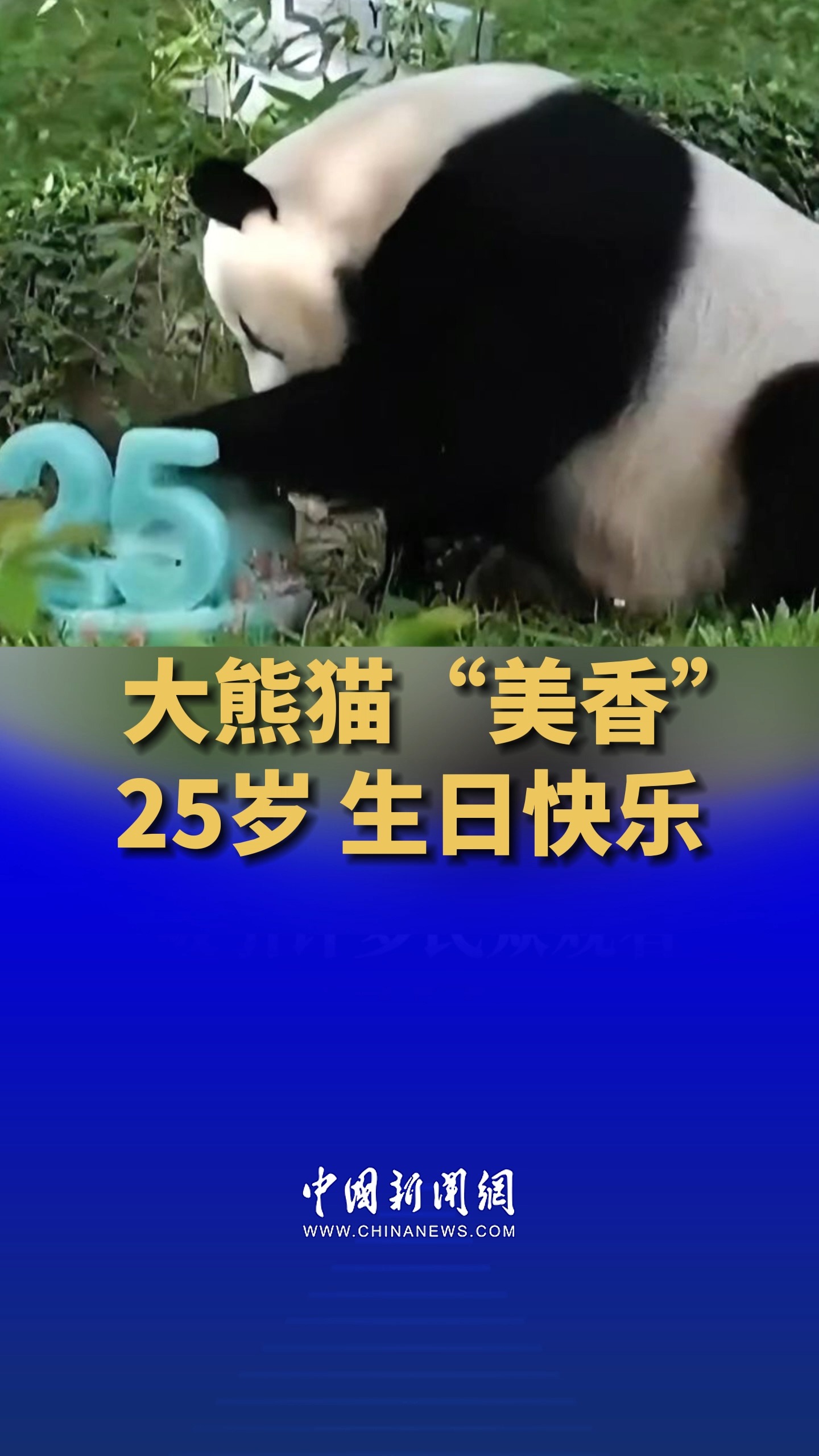 大熊猫“美香”过25岁生日啦!25岁对于人类来说,或许刚刚参加工作,或许还在奋发读书,是属于人类最美好的青春岁月,对于大熊猫来说,25岁相当于...