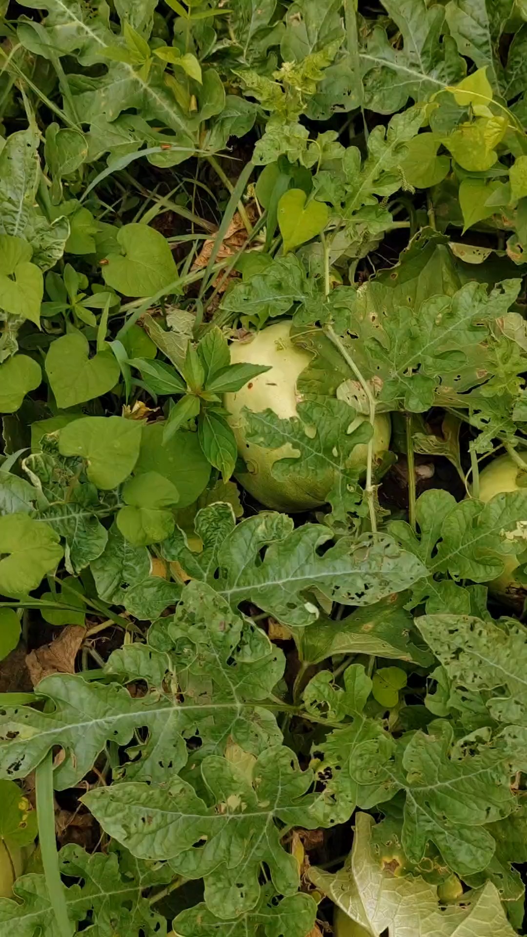 丰收的季节硕果累累