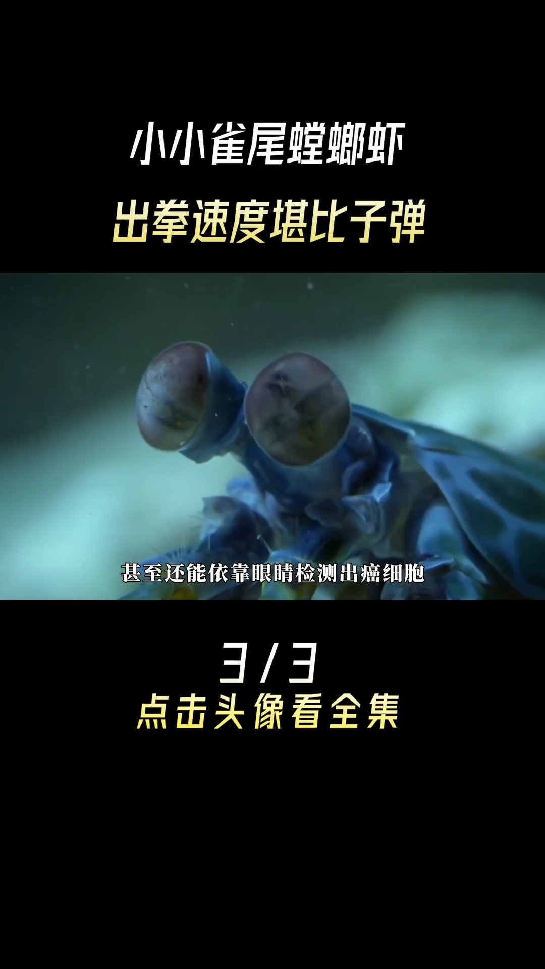 小小雀尾螳螂虾,出拳速度堪比子弹#海洋生物#雀尾螳螂虾#螳螂虾#动物冷知识#萌之计划#动物