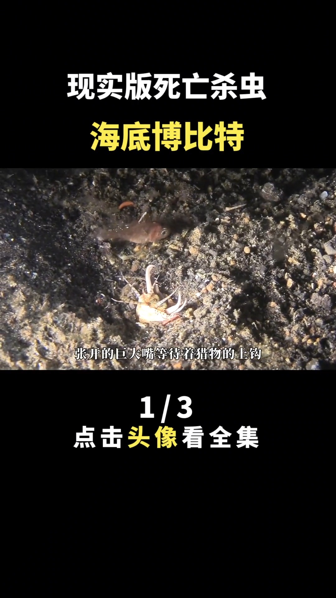 现实版死亡杀虫:海底博比特#海洋生物#动物#动物冷知识#环节动物门#博比特虫#相似眶棘鲈鱼