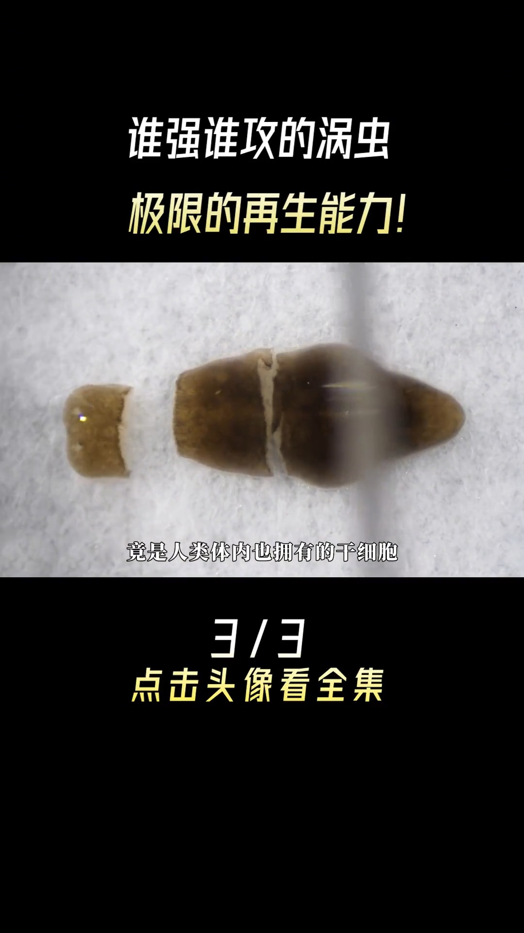 谁强谁攻的涡虫:极限的再生能力!#好奇昆虫#涡虫#动物冷知识#蛙#动物#扁形动物#动物成精