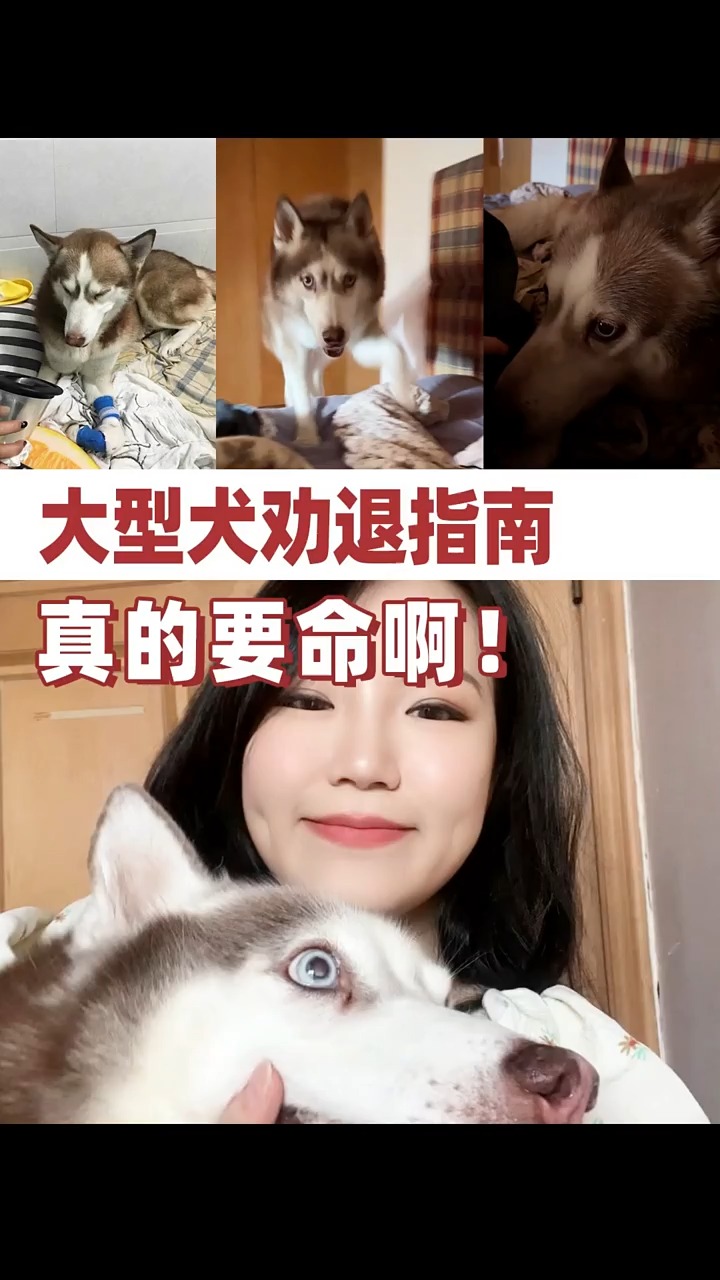 大型犬劝退!千万不要头脑一热就养大型犬! 