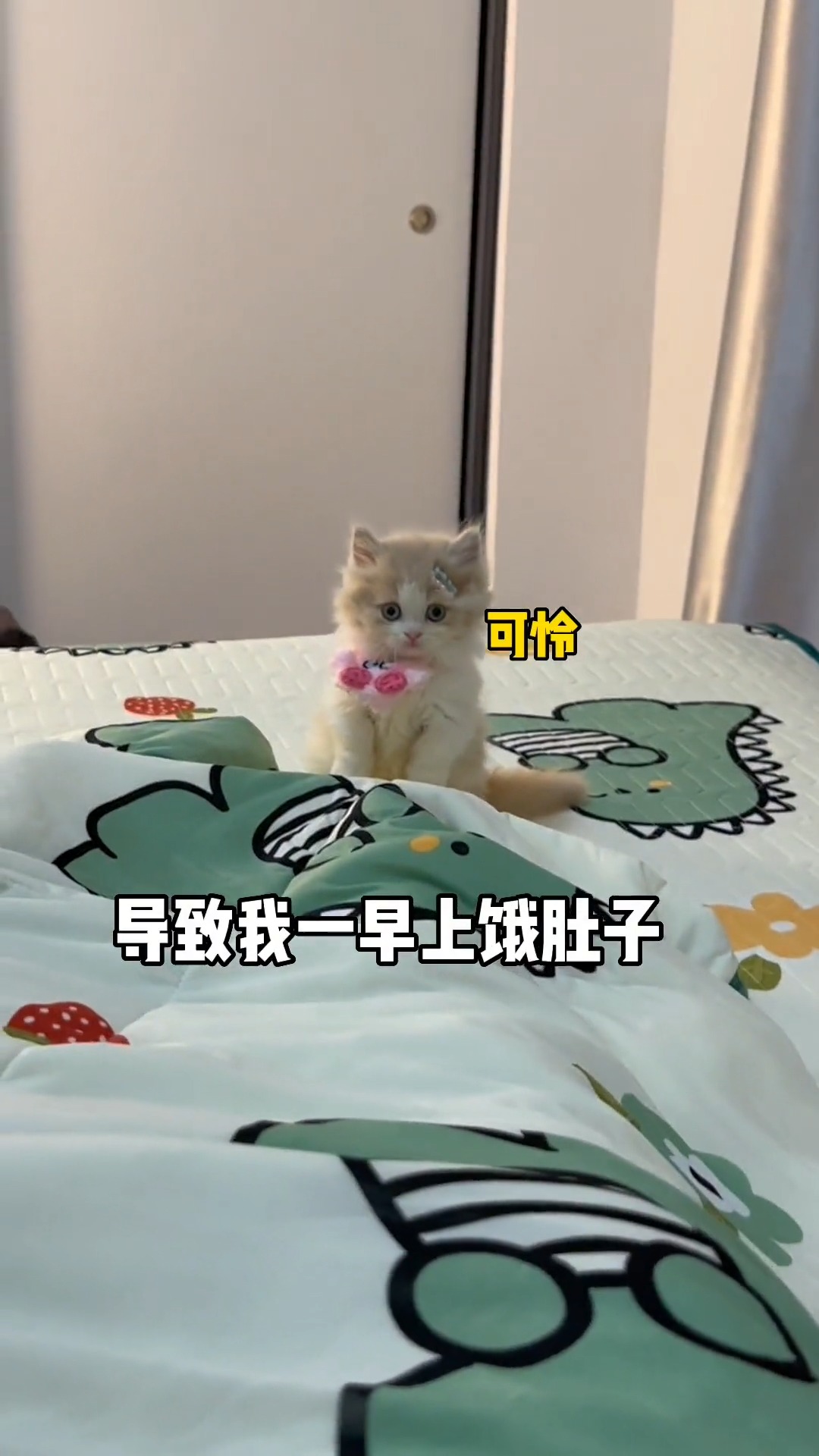 姨姨们,能帮我做点什么呢#猫咪的迷惑行为 #吸猫 #米努特矮脚猫 #拿破仑猫 #傻猫的日常#求一个神评加持