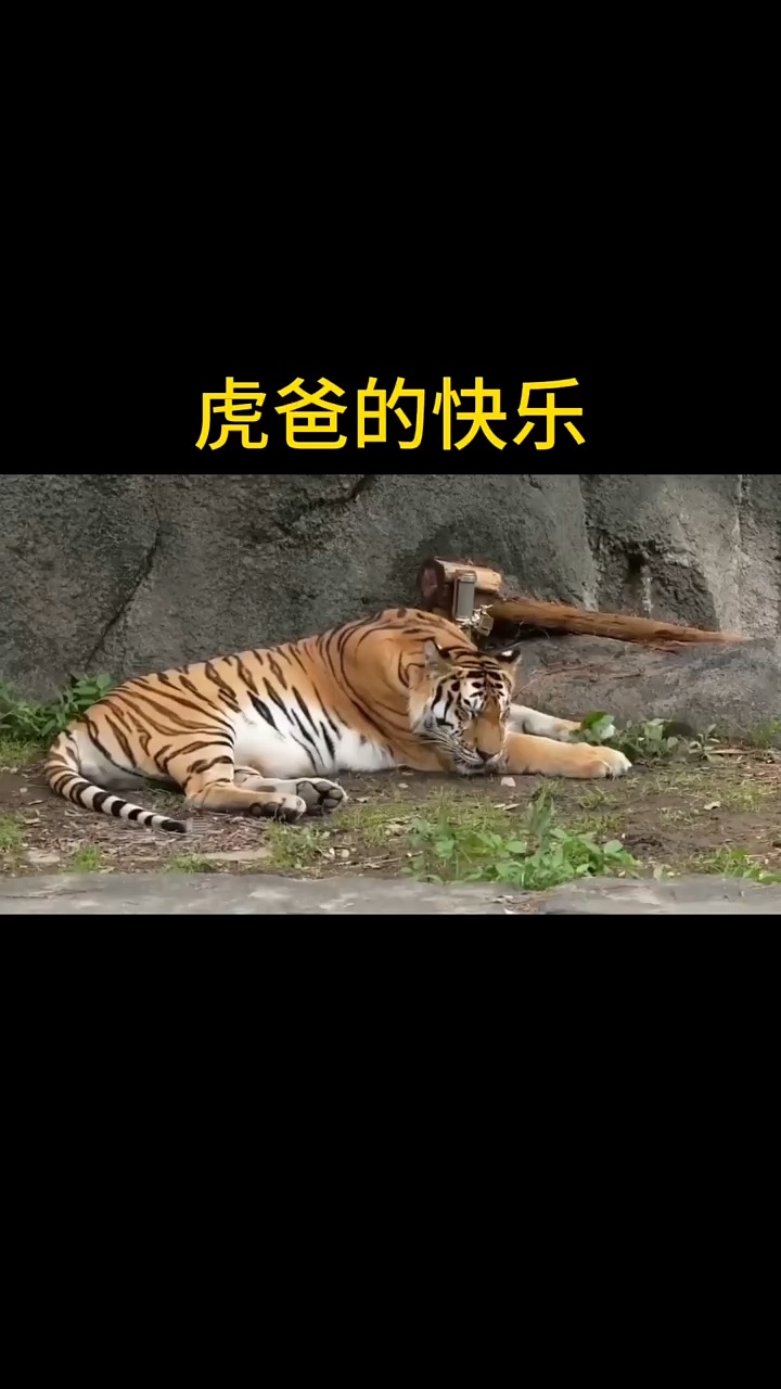 虎爸爸的快乐生活 