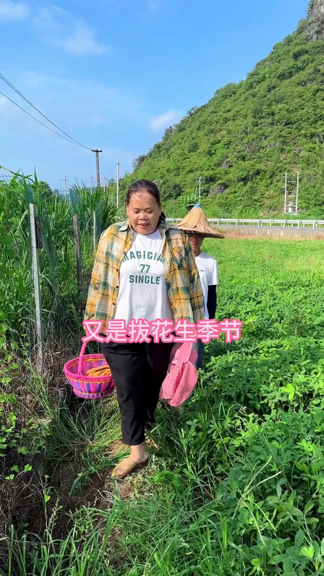 丰收的季节拔花生了,想吃的过来咯