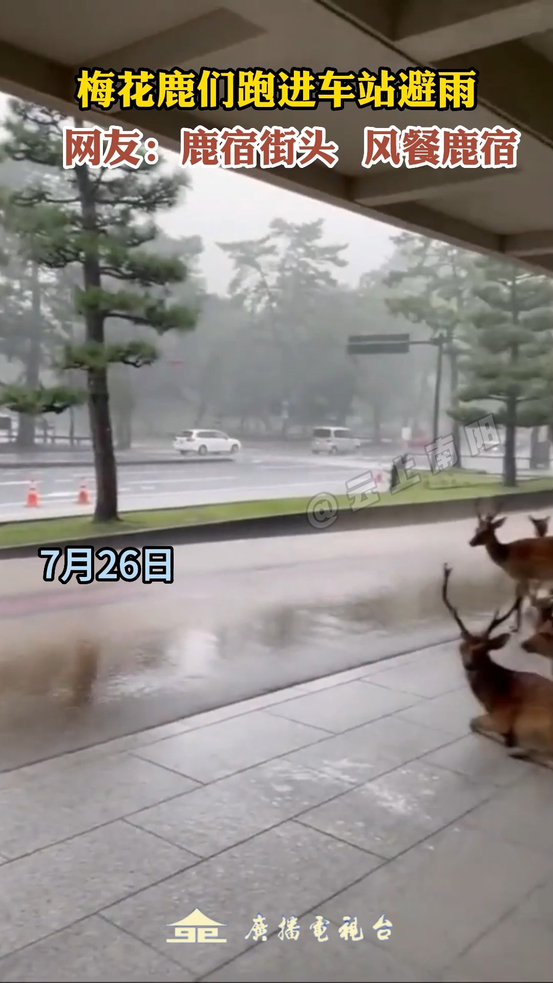 梅花鹿们跑进车站避雨,网友:鹿宿街头,风餐鹿宿